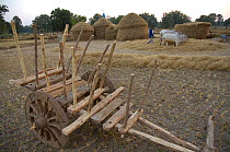 Domesticated Ox being used to thrash rice crop, Madhya Pradesh, India