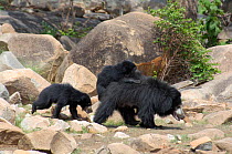 Indian sloth bear (Melursus ursinus) mother and two cubs, carrying one on her back, Daroji Bear Sanctuary, Karnataka, Southern India