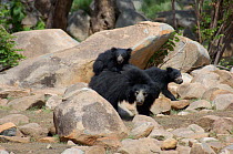 Indian sloth bear (Melursus ursinus) mother and two cubs, carrying one on her back, Daroji Bear Sanctuary, Karnataka, Southern India