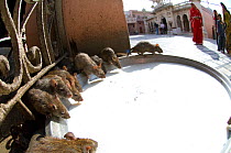 Low angle view of Black rats (Rattus rattus) drinking milk at sacred rat temple, Karni Mata, Deshnoke, Rajasthan, India