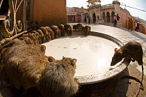 Low angle view of Black rats (Rattus rattus) drinking milk at sacred rat temple, Karni Mata, Deshnoke, Rajasthan, India