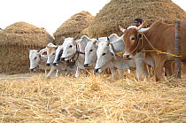 Domesticated oxen (Bos indicus) threshing rice crop, rural Madhya Pradesh, India