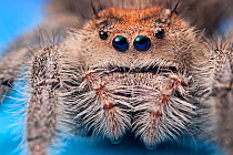 Regal jumping spider (Phidippus regius) female originating from North America. Captive.