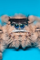 Canopy jumping spider (Phidippus otiosus) female orginating from North America. Captive.