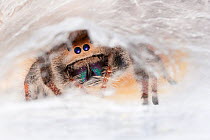 Regal jumping spider (Phidippus regius) female guarding eggs inside a silk purse, originating form North America. Captive.