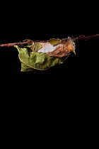 Indian moon  / Indian luna moth (Actias selene) emerging from cocoon, sequence 1 of 25. Captive.