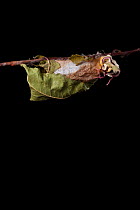 Indian moon  / Indian luna moth (Actias selene) emerging from cocoon, sequence 2 of 25. Captive.