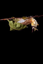 Indian moon  / Indian luna moth (Actias selene) emerging from cocoon, sequence 3 of 25. Captive.