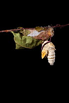 Indian moon  / Indian luna moth (Actias selene) emerging from cocoon, sequence 4 of 25. Captive.