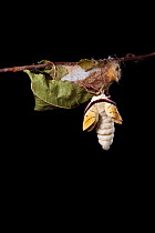 Indian moon  / Indian luna moth (Actias selene) emerging from cocoon, sequence 5 of 25. Captive.