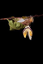 Indian moon  / Indian luna moth (Actias selene) emerging from cocoon, sequence 6 of 25. Captive.