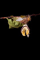 Indian moon  / Indian luna moth (Actias selene) emerging from cocoon, sequence 7 of 25. Captive.
