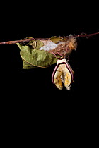 Indian moon  / Indian luna moth (Actias selene) emerging from cocoon, sequence 8 of 25. Captive.