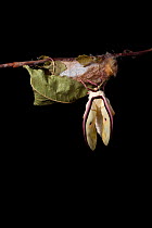 Indian moon  / Indian luna moth (Actias selene) emerging from cocoon, sequence 9 of 25. Captive.