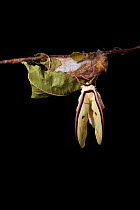 Indian moon  / Indian luna moth (Actias selene) emerging from cocoon, sequence 10 of 25. Captive.