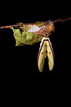 Indian moon  / Indian luna moth (Actias selene) emerging from cocoon, sequence 11 of 25. Captive.