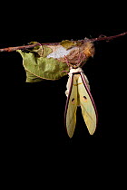 Indian moon  / Indian luna moth (Actias selene) emerging from cocoon, sequence 12 of 25. Captive.