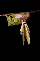 Indian moon  / Indian luna moth (Actias selene) emerging from cocoon, sequence 13 of 25. Captive.