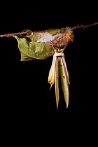 Indian moon  / Indian luna moth (Actias selene) emerging from cocoon, sequence 15 of 25. Captive.