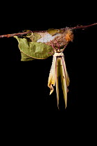 Indian moon  / Indian luna moth (Actias selene) emerging from cocoon, sequence 16 of 25. Captive.