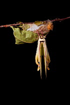 Indian moon  / Indian luna moth (Actias selene) emerging from cocoon, sequence 17 of 25. Captive.