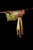 Indian moon  / Indian luna moth (Actias selene) emerging from cocoon, sequence 18 of 25. Captive.