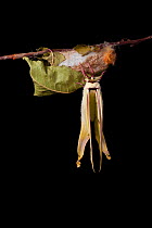 Indian moon  / Indian luna moth (Actias selene) emerging from cocoon, sequence 19 of 25. Captive.