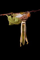 Indian moon  / Indian luna moth (Actias selene) emerging from cocoon, sequence 21 of 25. Captive.