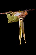 Indian moon  / Indian luna moth (Actias selene) emerging from cocoon, sequence 22 of 25. Captive.
