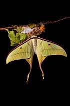 Indian moon  / Indian luna moth (Actias selene) emerging from cocoon, sequence 23 of 25. Captive.