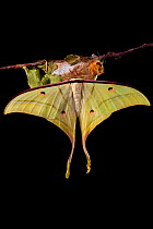 Indian moon  / Indian luna moth (Actias selene) emerging from cocoon, sequence 24 of 25. Captive.