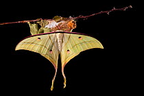 Indian moon  / Indian luna moth (Actias selene) emerging from cocoon, sequence 25 of 25. Captive.