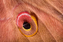 Assam silkmoth (Antheraea assamensis) close up of eye spot on wing, originating from India, Burma and Sundaland. Captive.