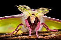 Indian moon  / Indian luna moth (Actias selene) head-on view showing feather-like antennae. Captive.