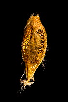 Cricula silkmoth (Cricula trifenestrata) cocoon showing silk fibres, originating from Southeast Asia, Captive.