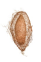 Apollo silkmoth (Ceranchia apollina) cocoon showing silk fibres, photographed against a white background, originating from Madagascar. Captive.