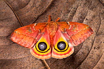 Bullseye / Io moth (Automeris io) showing eye spot markings on wings during deimatic display to deter predators, originating from North and Central America, sequence 2 of 2. Captive.