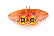 Bullseye / Io moth (Automeris io) showing eye spot markings on wings during deimatic display to deter predators, photographed on a white background, originating from North and Central America, sequenc...