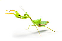 Wide-armed mantis (Cilnia humeralis) reaching out, photographed on a white background, originating from Africa. Captive.