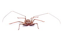 Tanzanian giant tailless whipscorpion  (Damon variegatus) photographed on a white background. The highly flexible pair of whip-like legs are used to feel for prey and to detect the whipscorpion's sur...