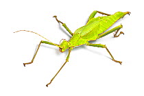 Jungle nymph (Heteropteryx sp) photographed on a white background. Captive.