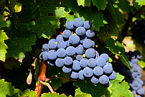 Ripe cabernet sauvignon wine grapes. Bordeaux, Medoc, Gironde, France, September.