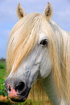 White Camargue Horse (Equus caballus) with long mane, head portrait. Camargue, Rhone, France, September.