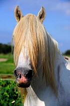 White Camargue Horse (Equus caballus) head portrait with long mane covering its eyes. Camargue, Rhone, France, September.