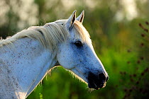 White Camargue Horse (Equus caballus) heqad and neck in profile. Camargue, Rhone, France, September.