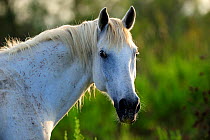 White Camargue Horse (Equus caballus) head and neck portrait. Camargue, Rhone, France.