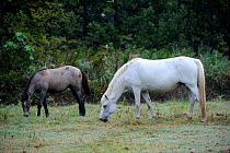 White Camargue (Equus caballus) mare and foal grazing. Camargue, Rhone, France, September.