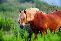 Comtois Horse (Equus caballus). Camargue reserve, Rhone, France, September.