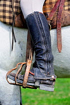 Close up of boot in stirrup of saddled domestic horse (Equus caballus). Camargue, Rhone, France, September.
