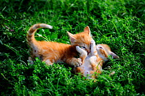 Ginger Kittens (Felis catus) playing in grass. France, September.